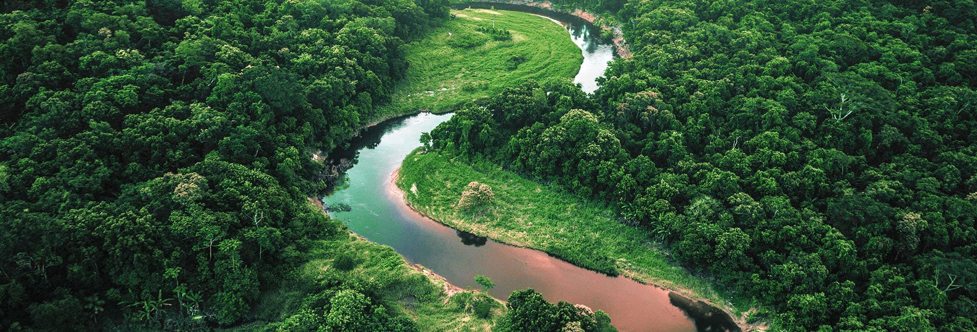 Forêt